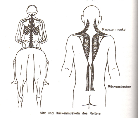 the rider's back muscles