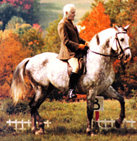 Henri van Shaik riding dressage on a white horse