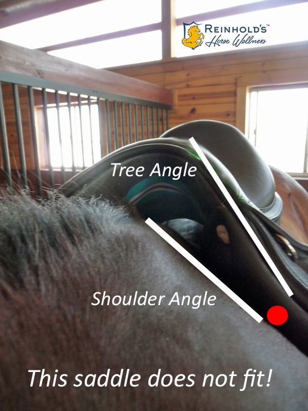 a dark bay horse's shoulder showing how the saddle tree angle fits on the horse