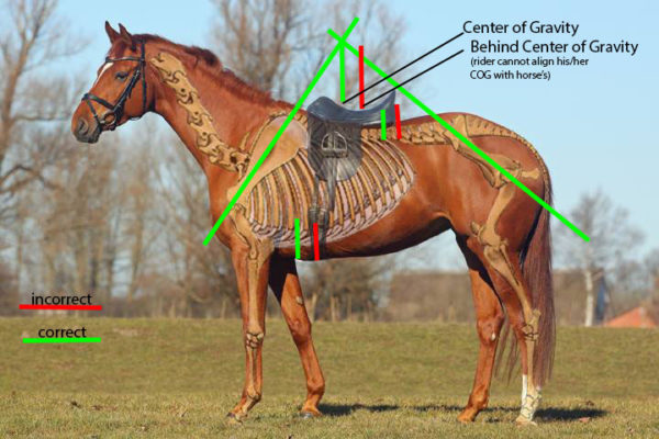 a chestnut horse with a drawing of its skeleton and a saddle illustrating saddle fit