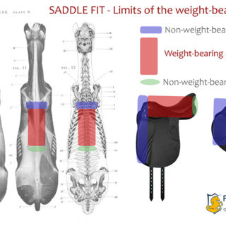 illustration of a horse's body with saddle lenght