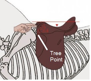 saddle fit of a dressage saddle showing the tree points